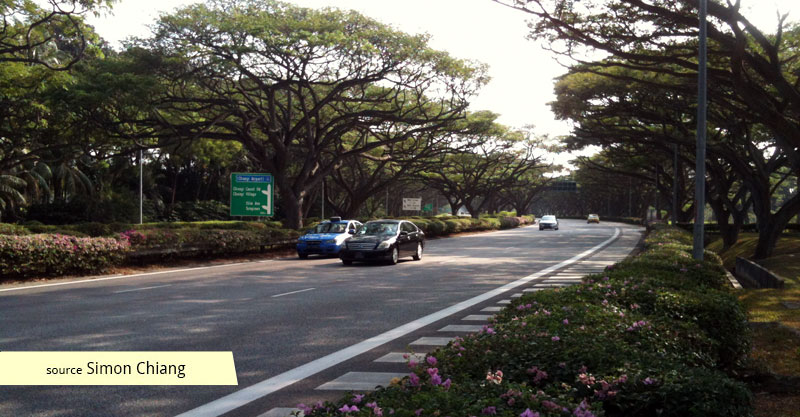 Rain tree tunnel of East Coast Parkway ECP